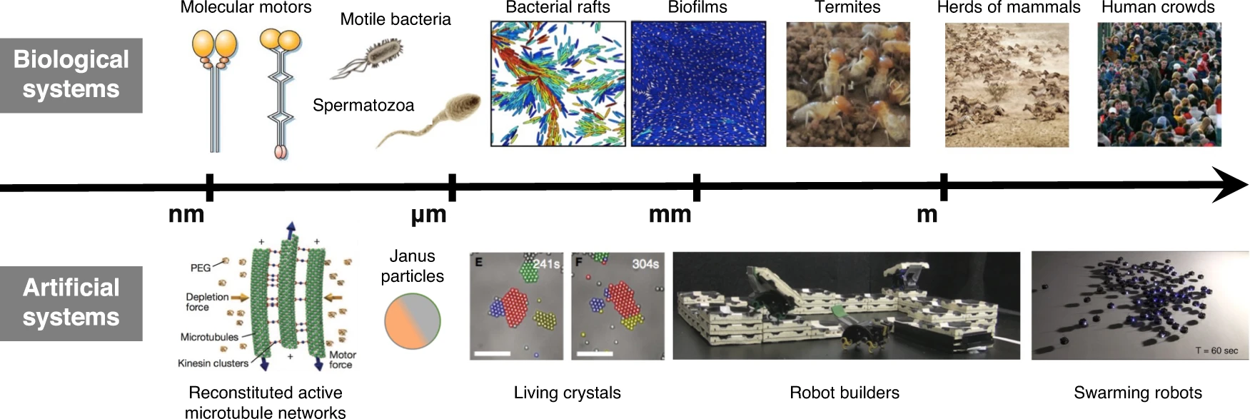 Active matter examples, from Vole et al.&nbsp;npj Microgravity (2022)
